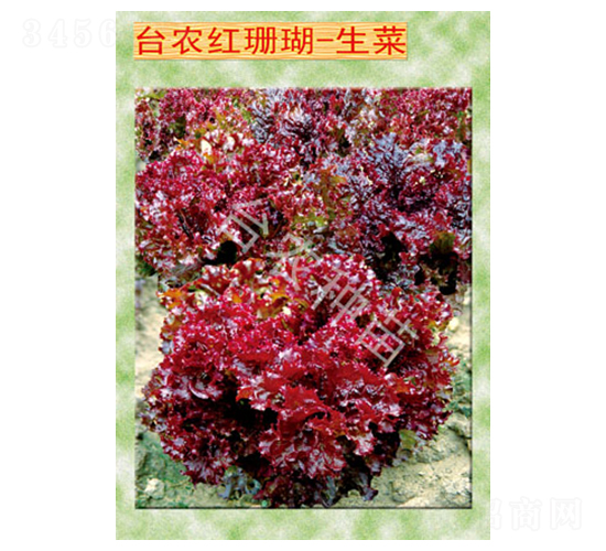 臺農紅珊瑚生菜-生菜種子-臺農種苗