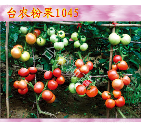 �_�r(n��ng)�۹�1045-���ѷN��-�_�r(n��ng)�N��