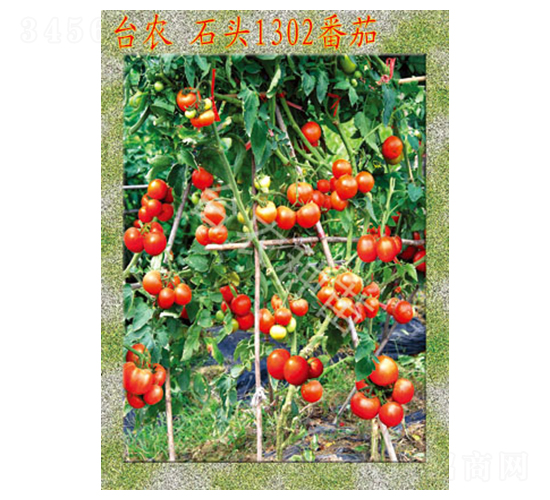 臺(tái)農(nóng)石頭1302番茄-番茄種子-臺(tái)農(nóng)種苗