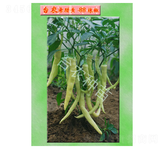 希臘黃-88號(hào)辣椒-辣椒種子-臺(tái)農(nóng)種苗