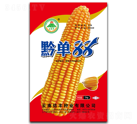 黔單88-玉米種子-云南佑豐種業(yè)