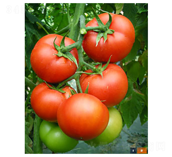 6169����-���ѷN��-�𸣈@�r(n��ng)�I(y��)