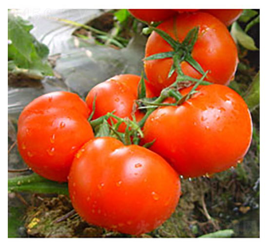 0488����-���ѷN��-�𸣈@�r(n��ng)�I(y��)