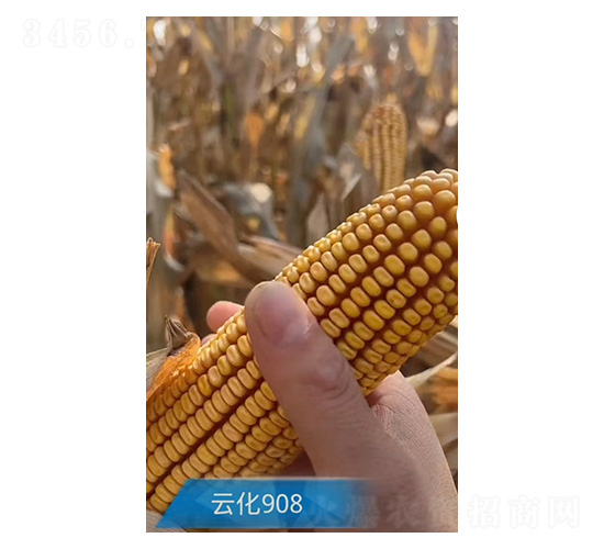 ���׷N��-�ƻ�908-�����r�I(y��)