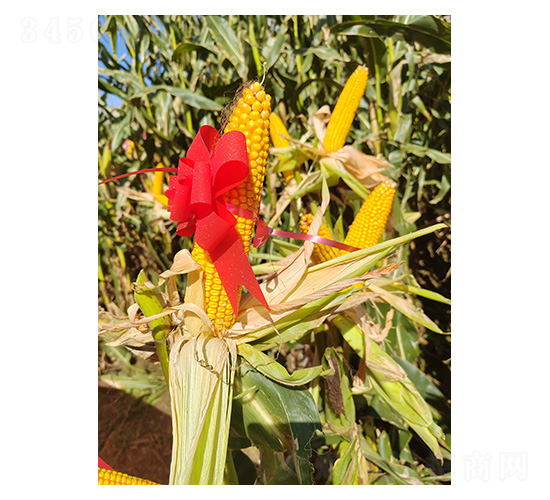 ���׷N��-����939-�����r(n��ng)�I(y��)