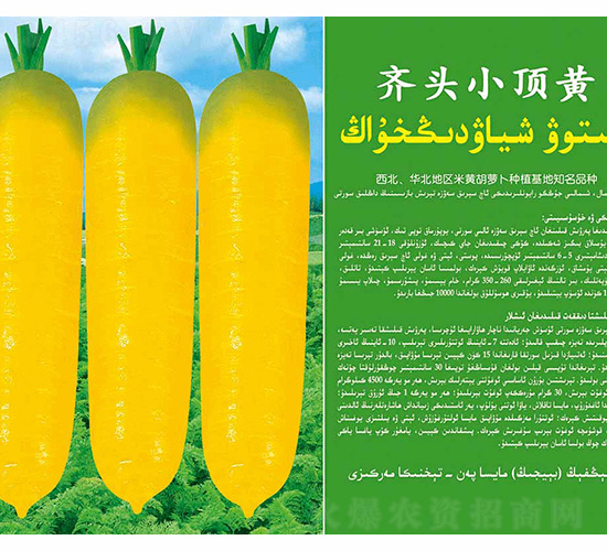 齊頭小頂黃-德盛豐