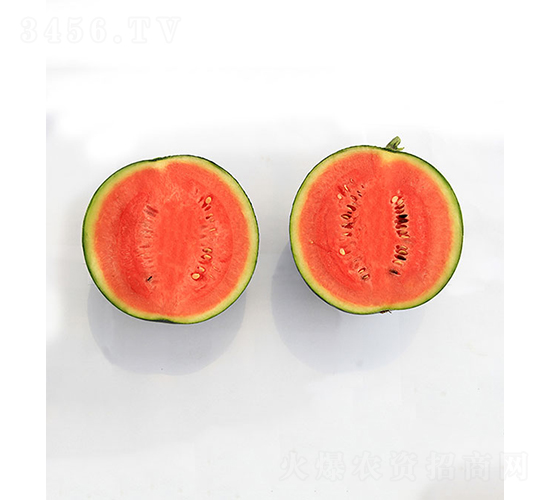 依農(nóng)精品3號-西瓜種子-依農(nóng)農(nóng)業(yè)