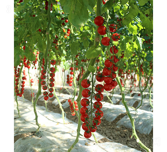 �t��99-С���ѷN��-���r�r�I(y��)