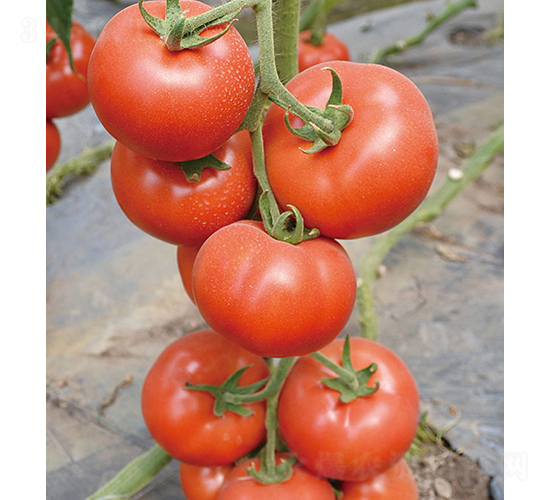 ���r(n��ng)�W��219-���ѷN��-���r(n��ng)�r(n��ng)�I(y��)