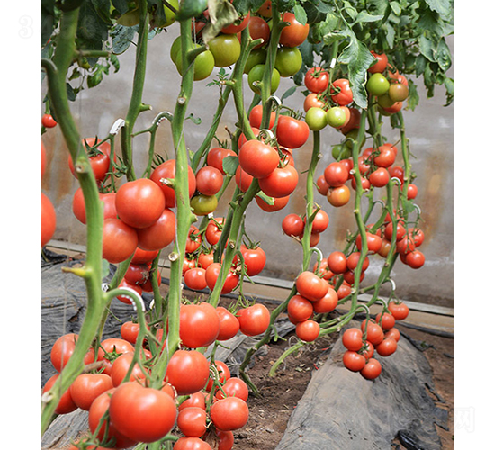 ���r(n��ng)�W��218-���ѷN��-���r(n��ng)�r(n��ng)�I(y��)