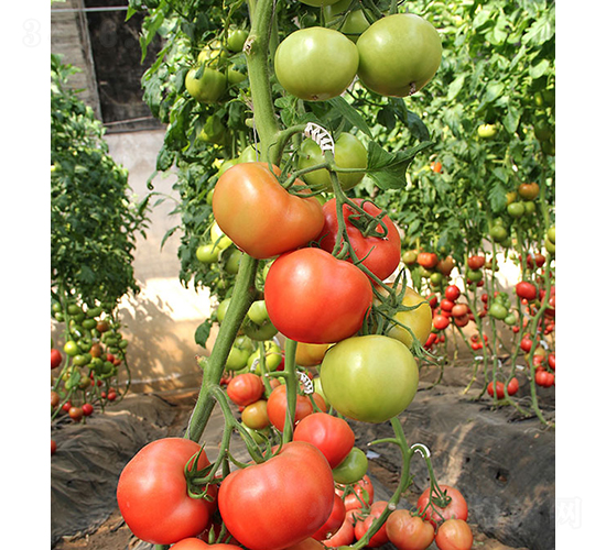 ���r(n��ng)����802-���ѷN��-���r(n��ng)�r(n��ng)�I(y��)