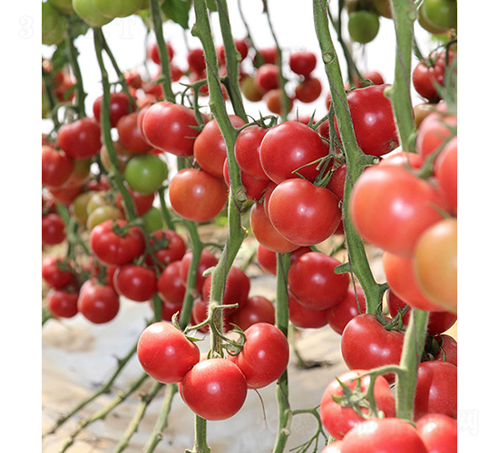 ���r(n��ng)�۹�0516-���ѷN��-���r(n��ng)�r(n��ng)�I(y��)