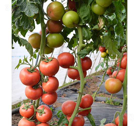 ���r(n��ng)�t��66-���ѷN��-���r(n��ng)�r(n��ng)�I(y��)