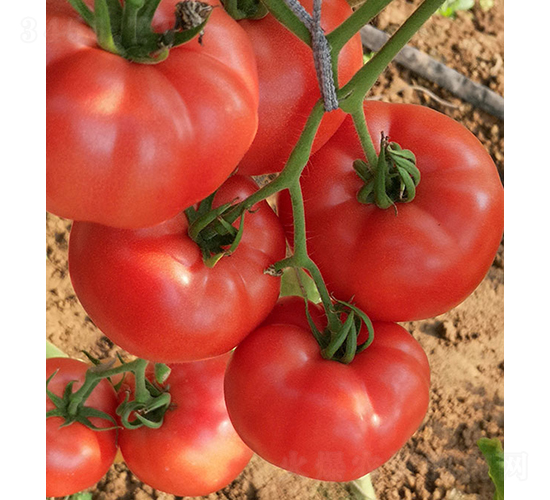 ���S99-���ѷN��-���r�r�I(y��)