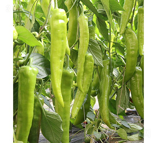 37-74-辣椒種子-依農農業(yè)