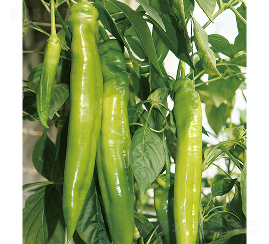 37-79-�����N��-���r(n��ng)�r(n��ng)�I(y��)