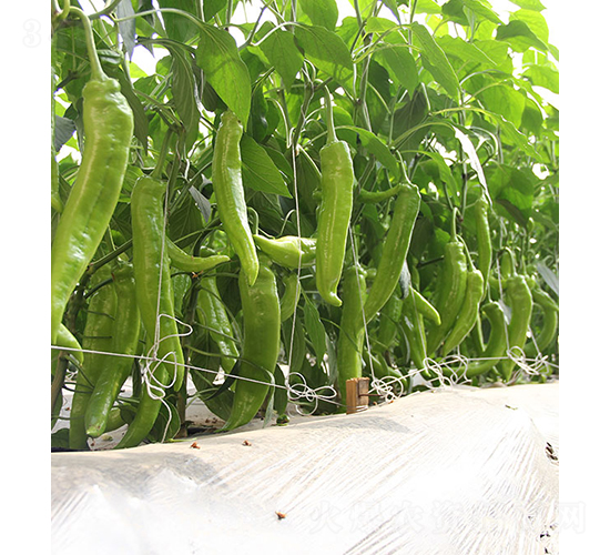 37-89-辣椒種子-依農(nóng)農(nóng)業(yè)