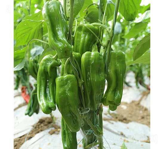 ���r(n��ng)��Ƥ�L(zh��ng)����-�����N��-���r(n��ng)�r(n��ng)�I(y��)