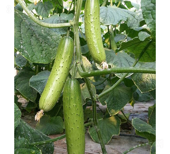 碩豐8號(hào)-黃瓜種子-依農(nóng)農(nóng)業(yè)