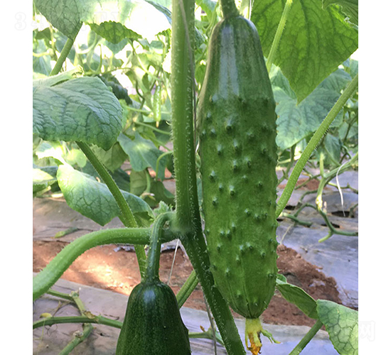 田驕八號-黃瓜種子-依農(nóng)農(nóng)業(yè)