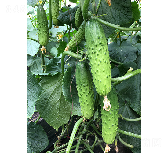 ���r(n��ng)�G��1̖(h��o)-�S�ϷN��-���r(n��ng)�r(n��ng)�I(y��)