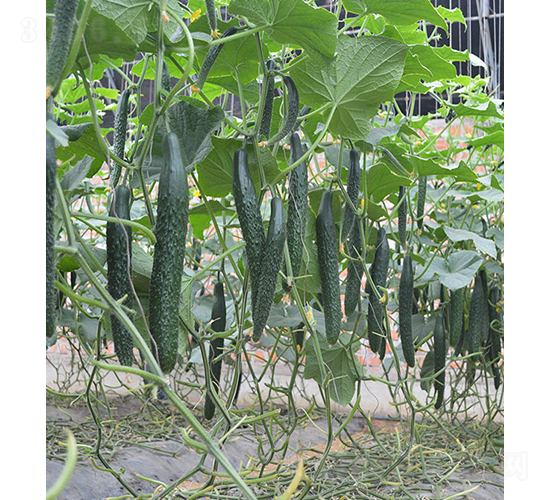 ���S��24-921-�S�ϷN��-���r(n��ng)�r(n��ng)�I(y��)