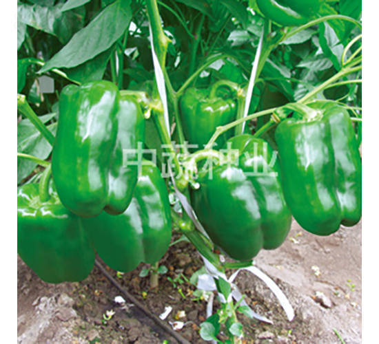 中椒107號(hào)-甜椒種子-中蔬種業(yè)