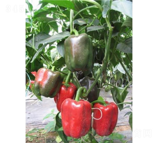 中椒紅鉆1號(hào)-甜椒種子-中蔬種業(yè)