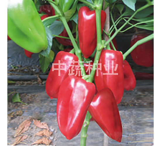 中椒甜錐1號-甜椒種子-中蔬種業(yè)