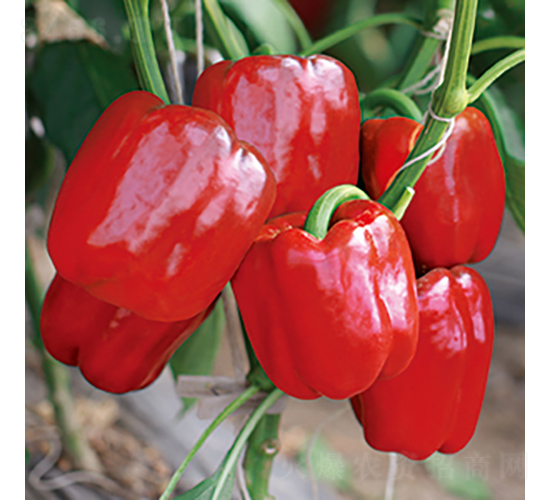 中椒194號-甜椒種子-中蔬種業(yè)