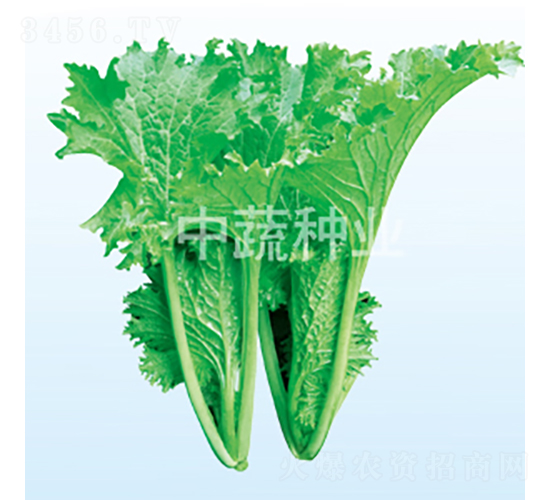 ��M�@-�ײ˷N��-���߷N�I(y��)