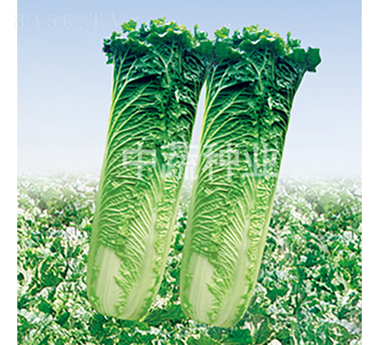 �G��85-�ײ˷N��-���߷N�I(y��)