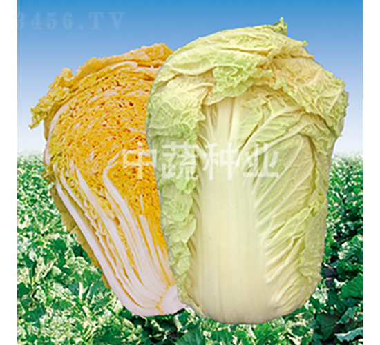 ���t82-�ײ˷N��-���߷N�I(y��)