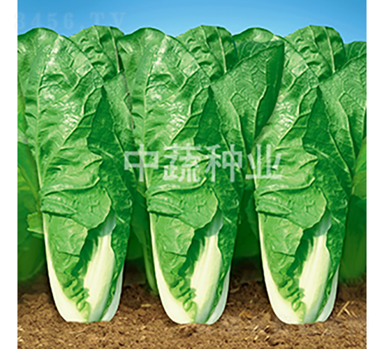 ���߿��1̖(h��o)-�ײ˷N��-���߷N�I(y��)