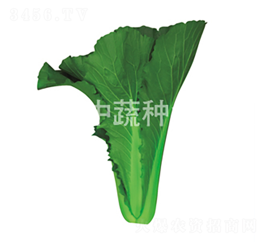 �����G��1̖-�ײ˷N��-���߷N�I(y��)