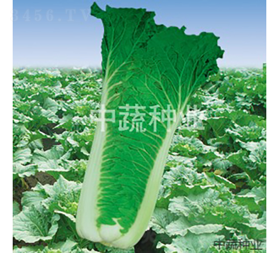 �а�62-�ײ˷N��-���߷N�I(y��)