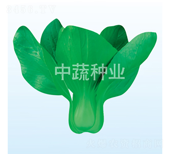 ���P�ײ˷N��-���߷N�I(y��)