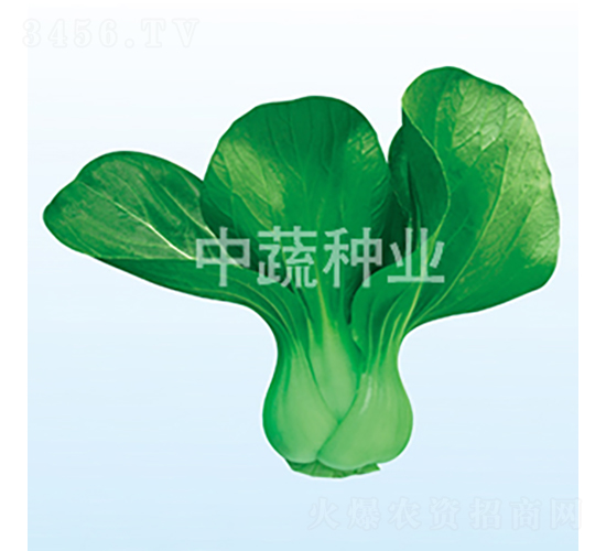 ��Ӣ256-�ײ˷N��-���߷N�I(y��)