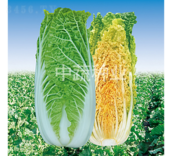 ���t����-�ײ˷N��-���߷N�I(y��)