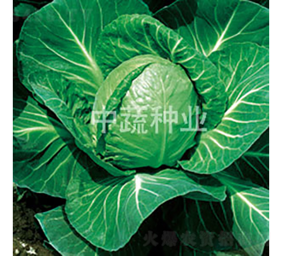 �и�11̖(h��o)-���{(l��n)�N��-���߷N�I(y��)