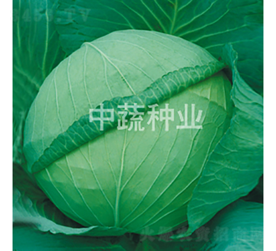 �и�19̖(h��o)-���{(l��n)�N��-���߷N�I(y��)