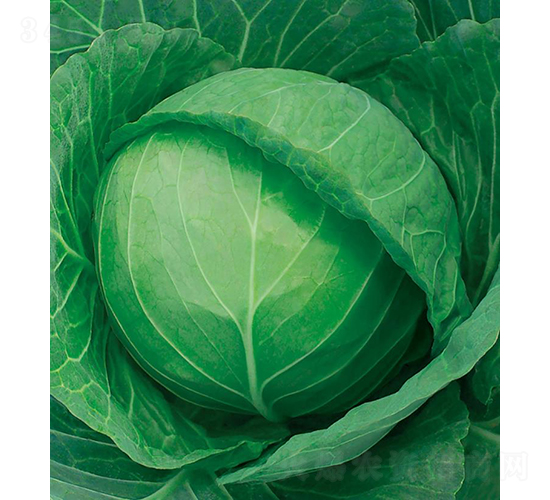 �и�606-���{(l��n)�N��-���߷N�I(y��)