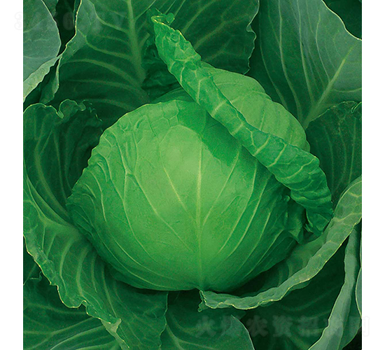 �и�26-���{�N��-���߷N�I(y��)