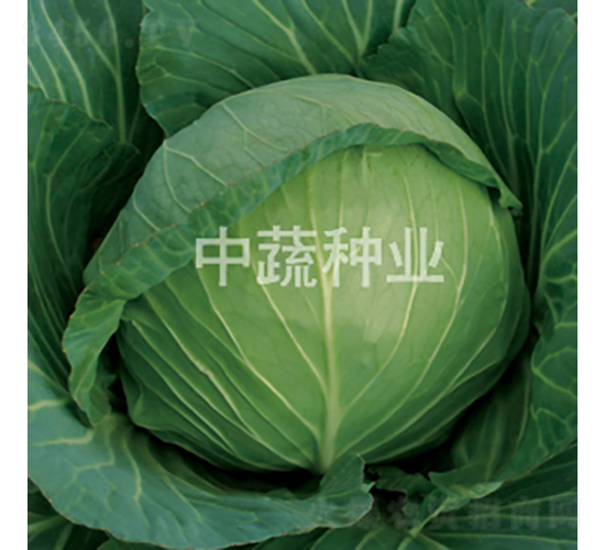 �и�96-���{(l��n)�N��-���߷N�I(y��)