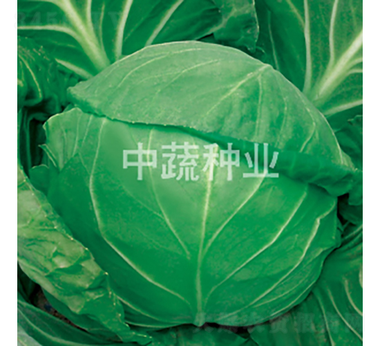中甘628-甘藍(lán)種子-中蔬種業(yè)