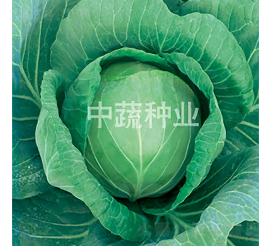 中甘588-甘藍(lán)種子-中蔬種業(yè)