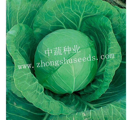 �и�590-���{(l��n)�N��-���߷N�I(y��)