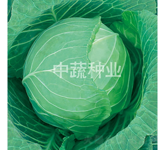 中甘596-甘藍(lán)種子-中蔬種業(yè)