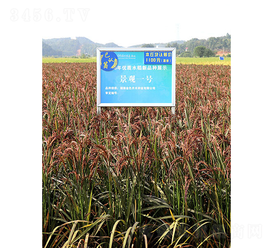 ���^һ̖(h��o)-ˮ���N��-��ɫ�r(n��ng)�S