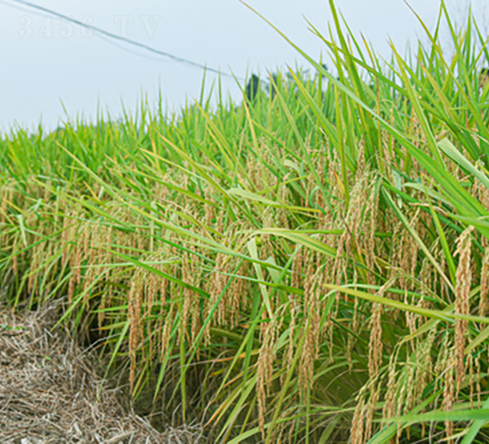 ��(chu��ng)�Ƀ�(y��u)33-ˮ���N��-��ɫ�r(n��ng)�S